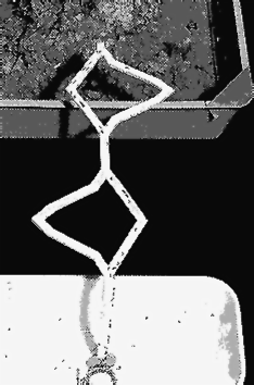 Photo: l'expérience de Deneubourg